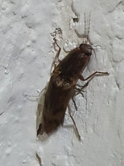 Elateridae