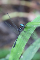 Macrothemis imitans