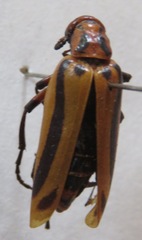 Pyrota dispar