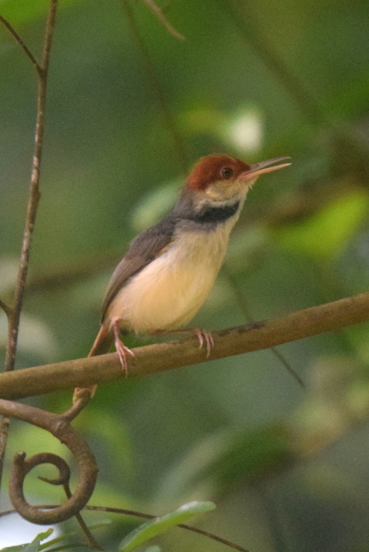 Rufous-Tailed Tailorbird
