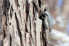 Sitta europaea albifrons