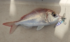 Pagellus erythrinus