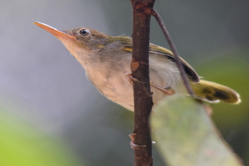 Dark-Necked Tailorbird