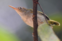 Orthotomus atrogularis