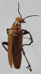 Pyrota hirticollis