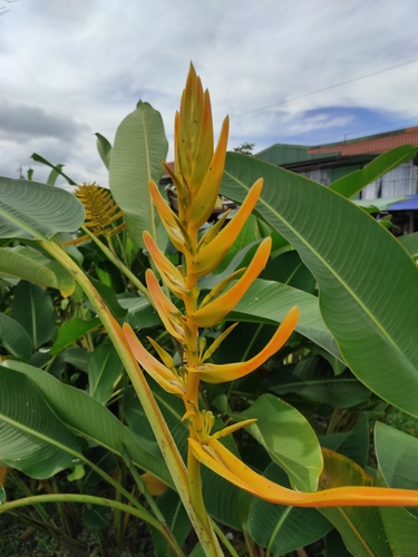 Heliconia lingulata, photograph 3