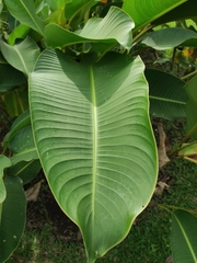 Heliconia lingulata, photograph (c) Eduardo A. Bolaños Vargas, some rights reserved (CC BY)