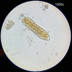 Surirella librile