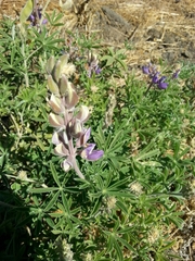 Lupinus formosus