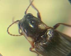 Phanophorus perspicax