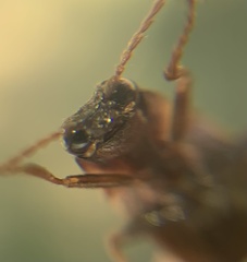 Phanophorus perspicax