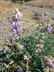 Lupinus formosus