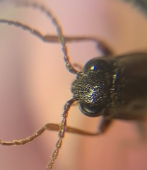 Phanophorus perspicax