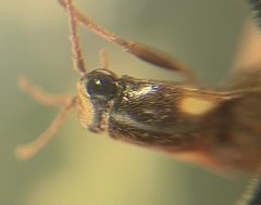 Phanophorus perspicax