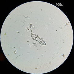 Surirella librile