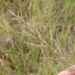 Eragrostis chloromelas - Photo 由 Sandra Falanga 所上傳的 (c) Sandra Falanga，保留部份權利CC BY-NC