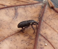 Mitoplinthus caliginosus