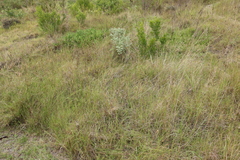 Eragrostis chloromelas