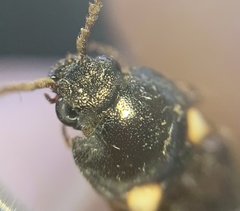 Phanophorus perspicax