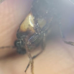 Phanophorus perspicax