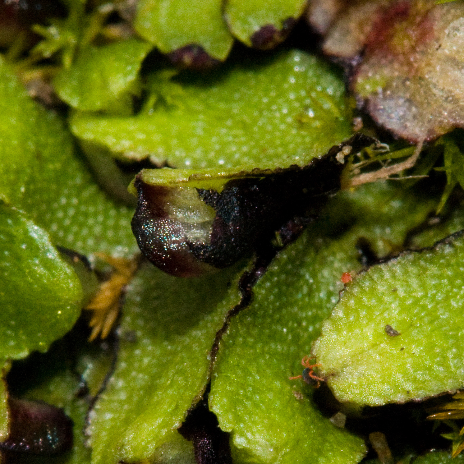 Targioniaceae