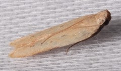 Mesophleps adustipennis