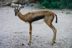 Gazella