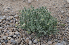 Christolea crassifolia