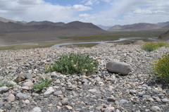 Christolea crassifolia