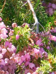 Erica lateralis