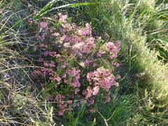 Erica lateralis
