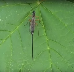 Dolichomitus imperator