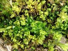 Syntrichia latifolia