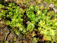Syntrichia latifolia
