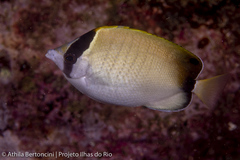 Chaetodon sedentarius
