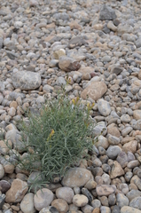 Linaria sessilis