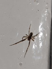 Latrodectus hasselti