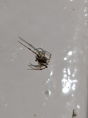 Latrodectus hasselti