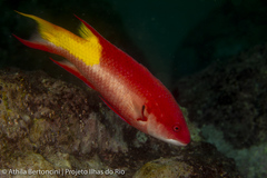 Bodianus pulchellus