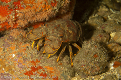 Scyllarides deceptor