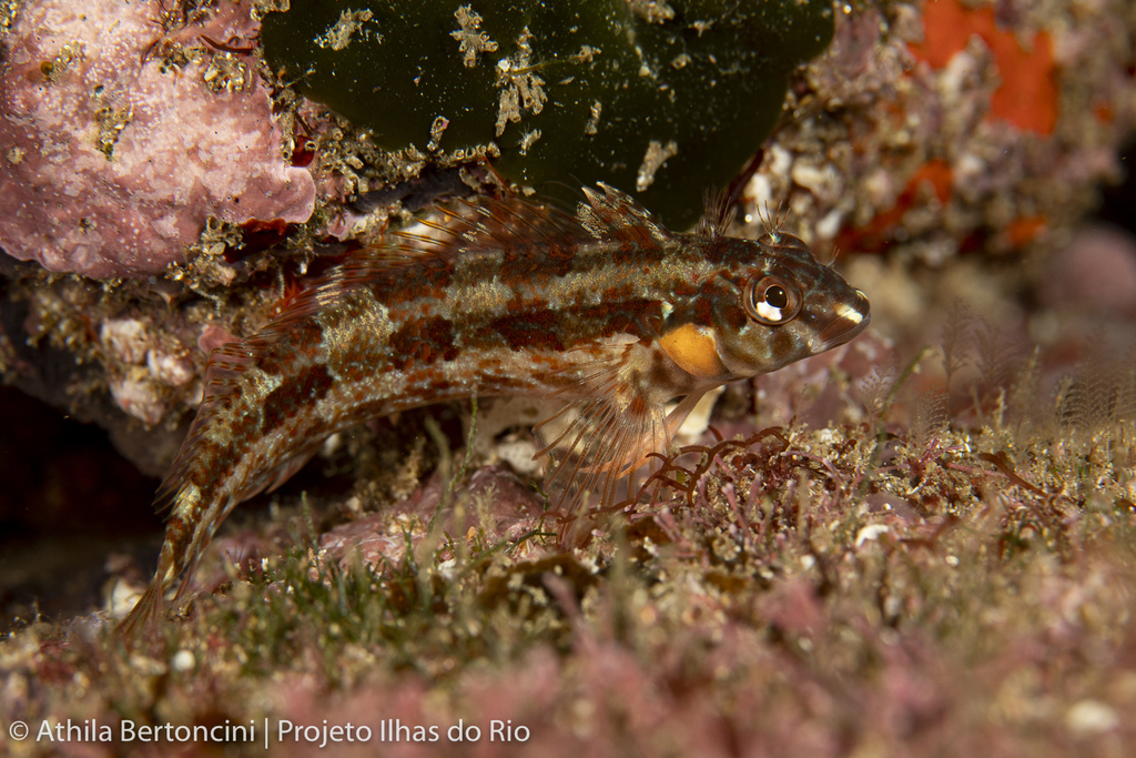 Delalande Blenny
