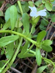Bacopa monnieri image
