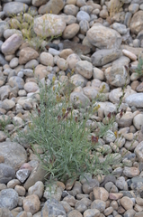 Linaria sessilis