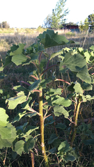 Xanthium cavanillesii