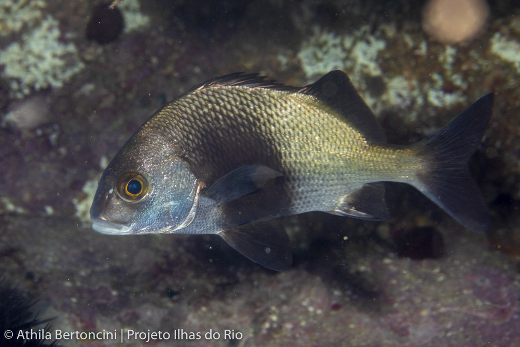 Black Margate (Anisotremus surinamensis) - Marine Life Identification