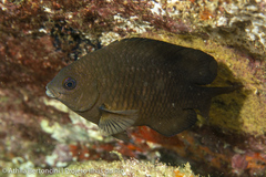 Stegastes fuscus