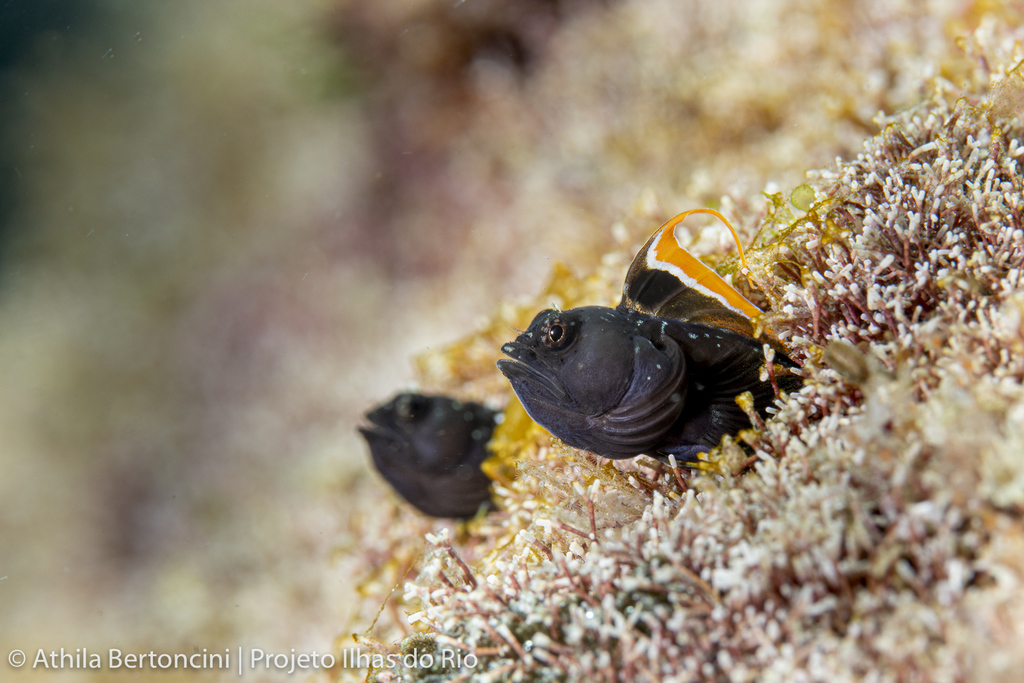 Brazilian glass blenny (Emblemariopsis signifer) — Chaenopsidae