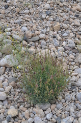 Linaria sessilis