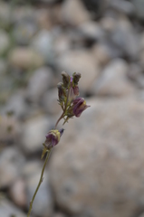 Linaria sessilis