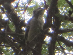 Chloropicus obsoletus